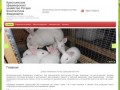 Купить мясо кролика | Продажа кроликов на племя  - Фермерское хозяйство г. Ульяновск