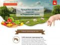 Купить поросят, молочных, маленьких, живых, мясных пород на откорм в Перми и Пермском крае