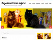 Экзотические персы | Великолепные клубные котята в Санкт-Петербурге