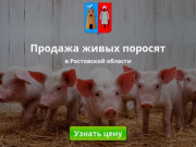 Купить поросят, молочных, маленьких, живых, мясных пород на откорм в Ростове и области