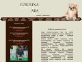 Питомник чихуахуа "Фортуна Миа"- chihuahuas "Fortuna Mia"