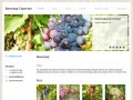 Виноград Саратова - Лучший посадочный материал винограда в Интернете. Заказ и доставка.
