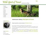 Питомник кошек породы мейн кун "Wild Spirit of Forest" | Mainecoon cattery "Wild Spirit of Forest"