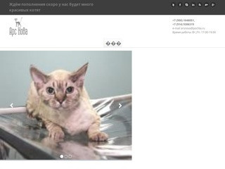 Официальный сайт клуба любителей кошек 