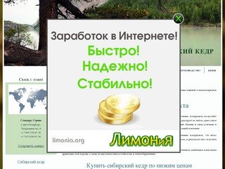 Алтайский кедр - Купить алтайский кедр, сибирскую пихту по низким ценам