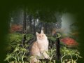 Мейн-кун Питомник Beautiful Cat - Заводчик удивительных кошек породы Мейн