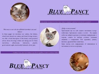 Питомник британских кошек Blue Pancy Cattery of British cats