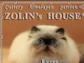 Питомник персидских и экзотических кошек ZOLIN's HOUSE*RU в Краснодаре предлагает  персидских