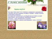 Глоксинии в Омске