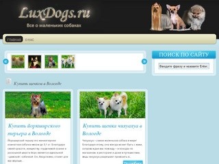 LuxDogs.ru – купить щенков в Вологде. Щенки чихуахуа и йоркширских терьеров