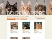 Bogema Pride (Богема Прайд) — питомник мейн-кунов в Санкт-Петербурге, купить котенка мейн-куна в спб