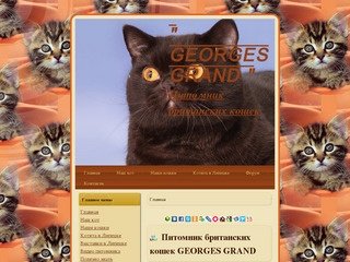 Липецкий питомник британских кошек GEORGES GRAND
