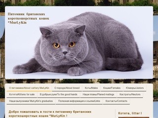 Британские котята и кошки MurLyKin - Британские котята и кошки. Питомник MurLyKin. Казань