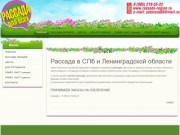 Рассада в Санкт-Петербурге и Ленинградской области - rassada-region.ru