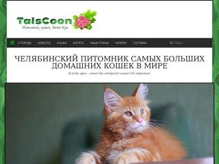 Питомник кошек Мейн-Кун Челябинск