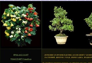 ЛЕЧЕНИЕ БОЛЕЗНЕЙ, ПЕРЕСАДКА растений, цветов. Уход, подкормка (на дому и офисе в Москве).