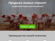 Купить поросят, молочных, маленьких, живых, мясных пород на откорм в Черкесске и республике