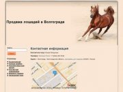 Продажа лошадей в Волгограде