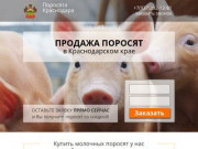 Купить поросят, молочных, маленьких, живых, мясных пород на откорм в Краснодаре, Краснодарском крае