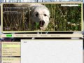 Бернский зенненхунд, Большая горная пиренейская собака : О питомнике. Наши породы