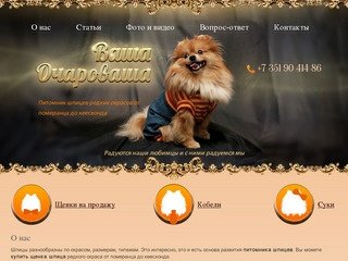 Купить щенка шпица в Челябинске