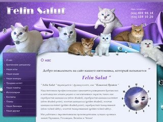 Питомник британских шиншилл Felin Salut Разведение котят г.Москва