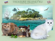 Питомник британских кошек Treasure Island*Ru / Москва / Продажа породистых британских котят.