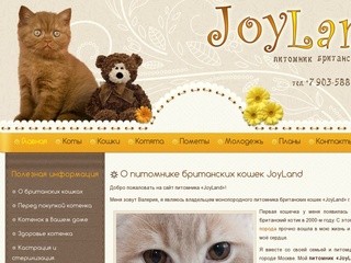 Купить британца в Москве - Питомник британских кошек г. Москва JoyLand