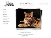 Питомник мраморных британских кошек - GoldenTerra | Москва