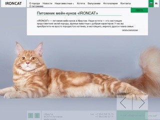 Питомник мейн-кунов IRONCAT в Иркутске