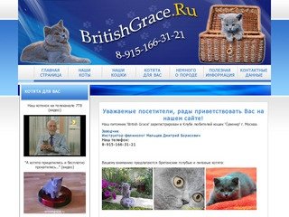 Британские котята. Британский котенок - в Москве.