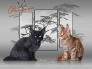 Питомник кошек мейн-кун Alongoria, Москва / Maine coon cattery / Продажа породистых котят мейн