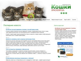 Кошки и Котята Красноярска. Продажа и покупка котят в Красноярске