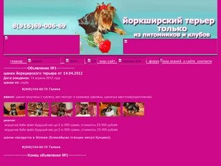 Йоркширский терьер, купить щенков йоркширских терьеров, цена на мини йорков в Москве