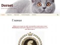 Dorset | British shorhair cats cattery