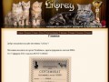 LiGrey: Питомник шотландских вислоухих и британских кошек, город Челябинск, Россия