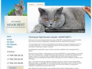 «ADAM BEST» питомник британских короткошерстных кошек в Москве