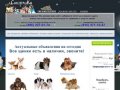 Сморлики - клуб собак миниатюрных пород купить щенка мини чихуахуа йоркширского терьера таксы цена