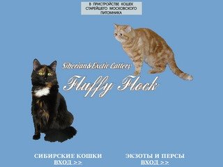 Питомник сибирских, экзотических, и персидских кошек Fluffy Flock*RU :: Siberian&Exotic Cattery