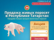 Купить поросят, молочных, маленьких, живых, мясных пород на откорм в Казани