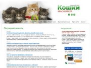 Кошки и Котята Красноярска. Продажа и покупка котят в Красноярске