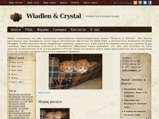 Wladlen & Crystal | Scottish Fold & Scottish Straight 