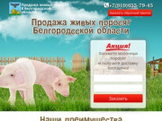 Купить поросят, молочных, маленьких, живых, мясных пород на откорм в Белгороде и области