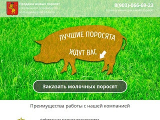 Купить поросят, молочных, маленьких, живых, мясных пород на откорм во Владимире и области