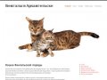 Кошки бенгальской породы | Бенгалы в Архангельске