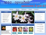 Орхидеи, продажа орхидей, продажа и уход за орхидеями, купить орхидеи в Москве