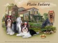 Питомник  PLAIN FUTURE (Плэйн Футур) - Биверы, Йорки, щенки, вязки - Митино