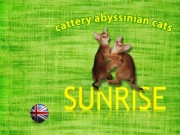 Питомник абиссинских кошек SUNRISE