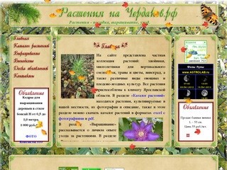 Растения на Чердаков.рф в Рыбинске