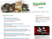 Кошки и котята Тюмени. Продажа и покупка котят в Тюмени. Клубы и питомники Тюмени